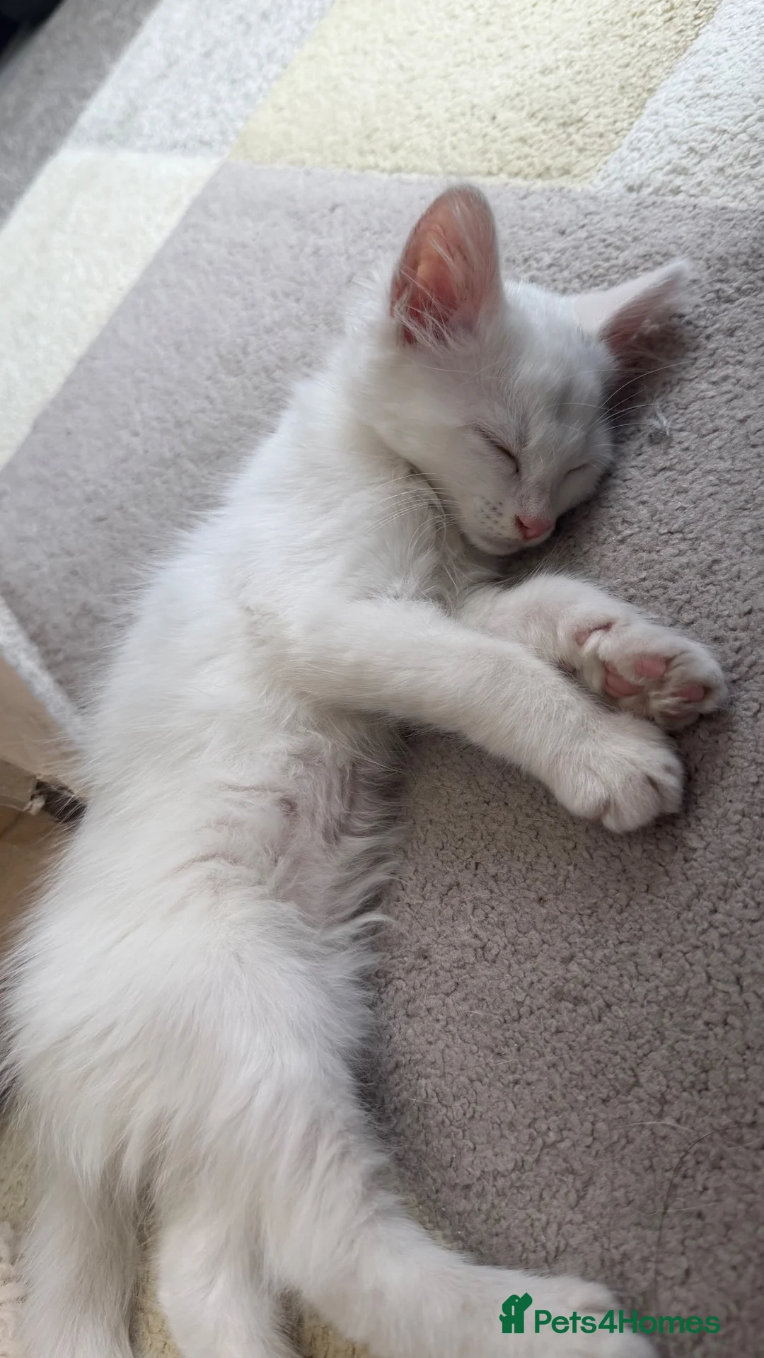 Turkish Angora cats for sale: 🤍 Beautiful White Kitten - Advert 5