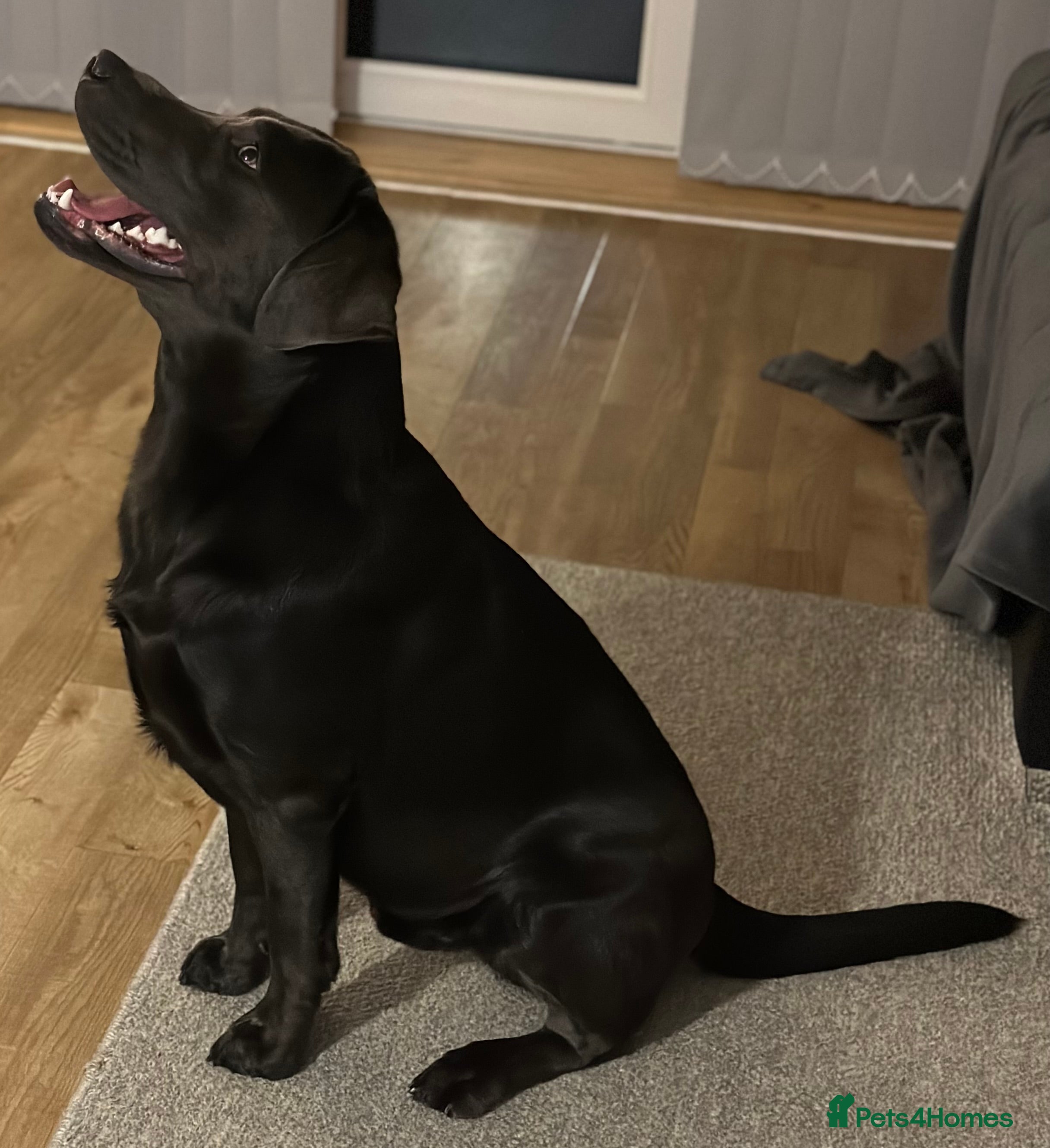 Labrador Retriever dogs Two years old Charcoal Blue American Labrador  - Advert 7