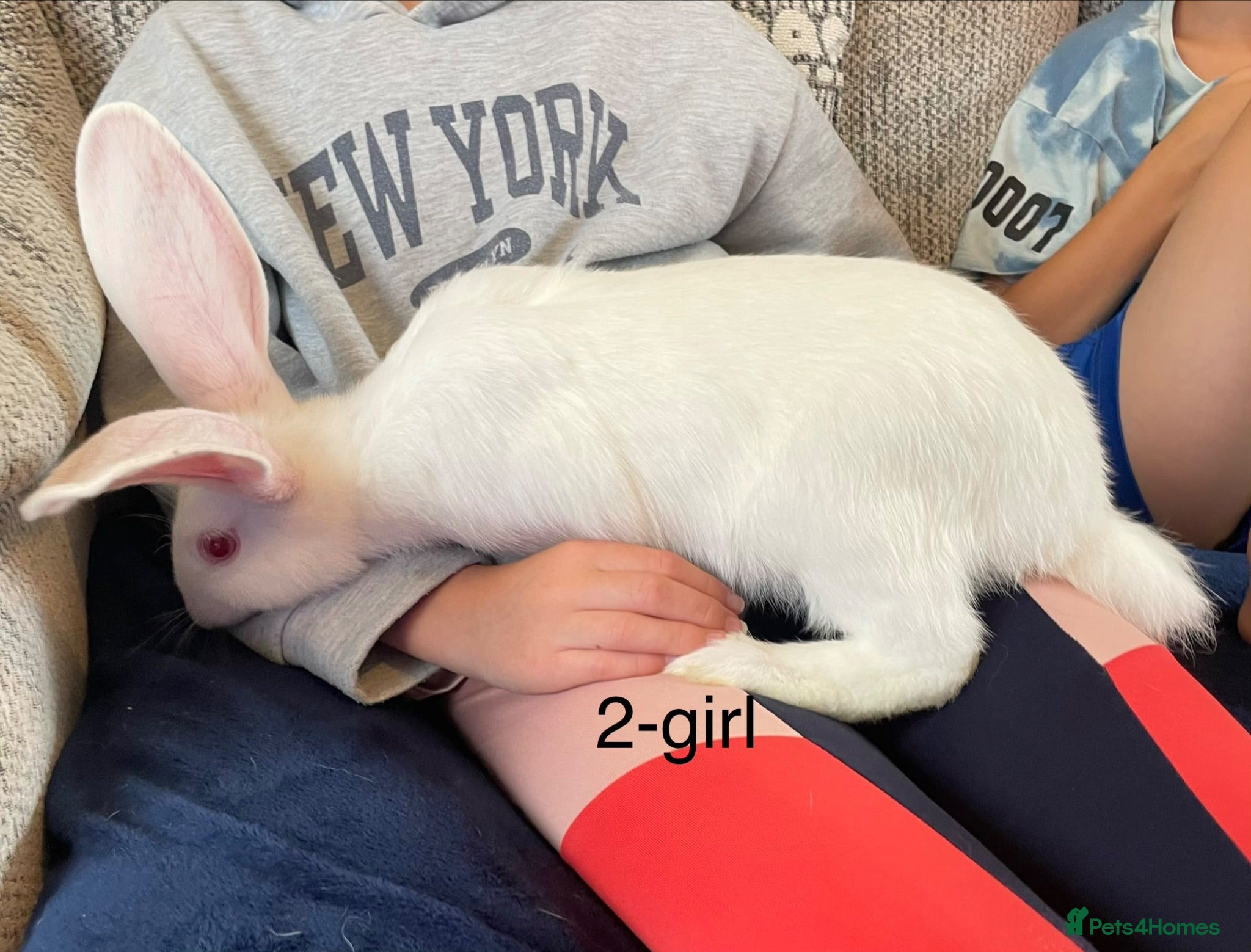 Continental Giant rabbits Beautiful pure bred continental giants - Advert 1