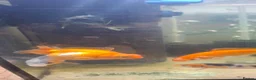 Fancy Goldfish fish for sale: Fancy goldfish  x 4  - Advert 2