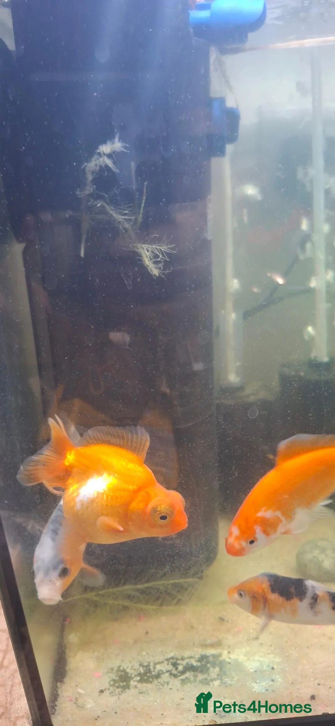 Fancy Goldfish fish for sale: Fancy goldfish  x 4  - Advert 2