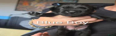 Labrador Retriever 9