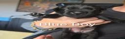 Labrador Retriever dogs for sale: Gorgeous pups available - Advert 5