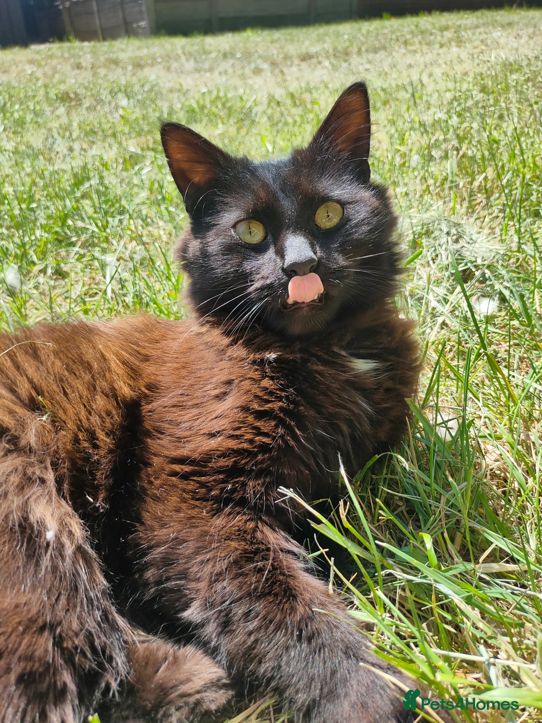 Maine Coon cats for sale: Beautiful maneicoon x siberian Kittens - Image 7