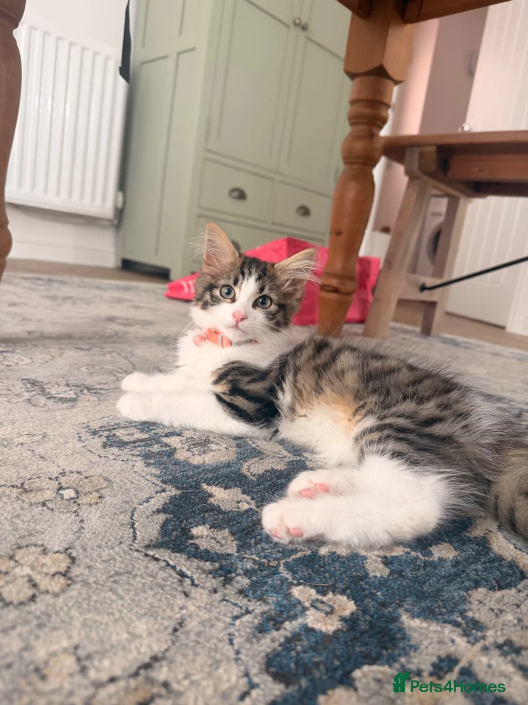 Mixed Breed cats for sale: Beautiful Girl kitten for sale  in Crewe - Advert 2