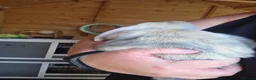 Mini Lop rabbits for sale: Beautiful mini lops - Advert 9