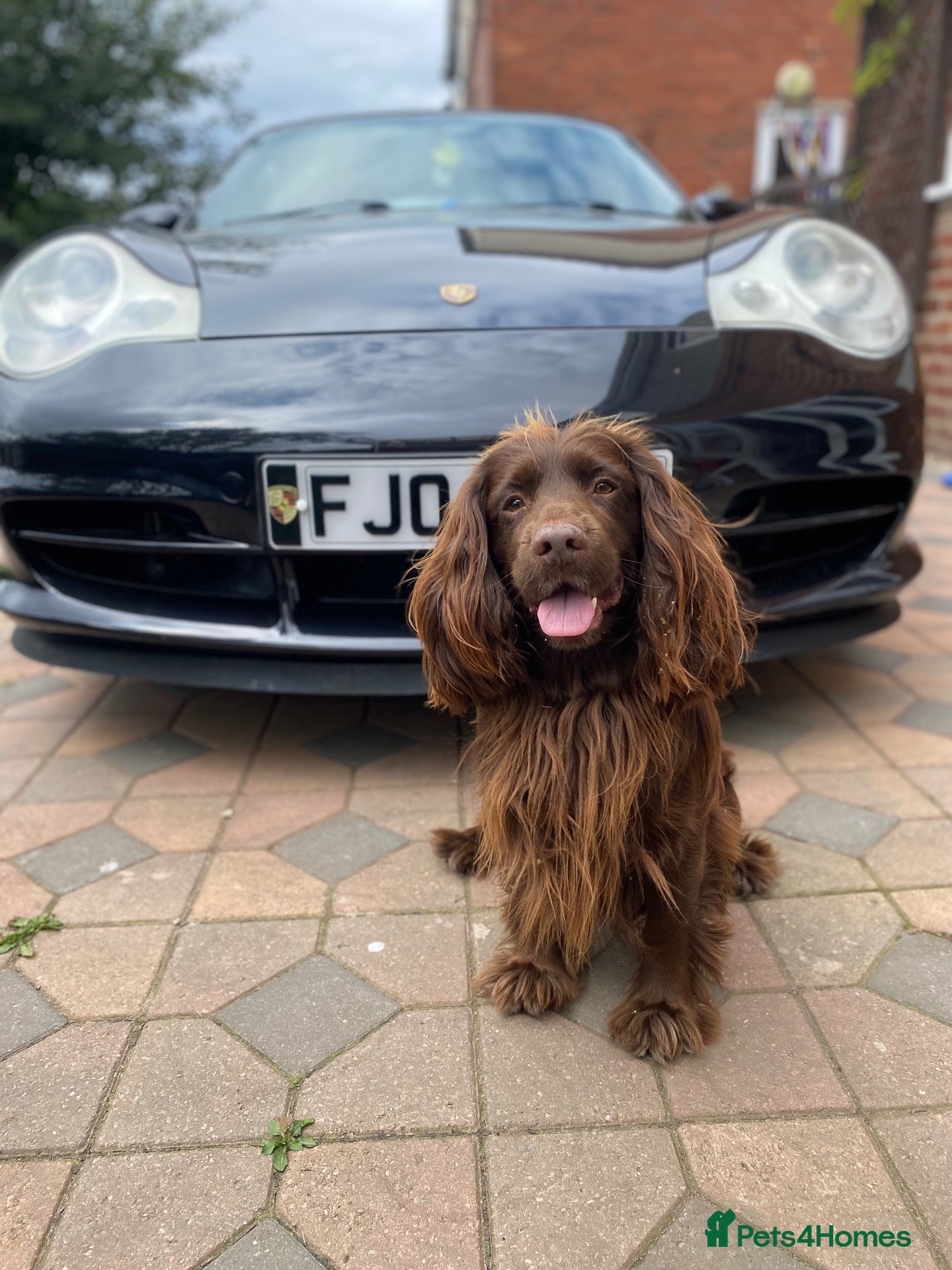 Cocker Spaniel dogs Sparkey the chocolate cocker spaniel  - Advert 1