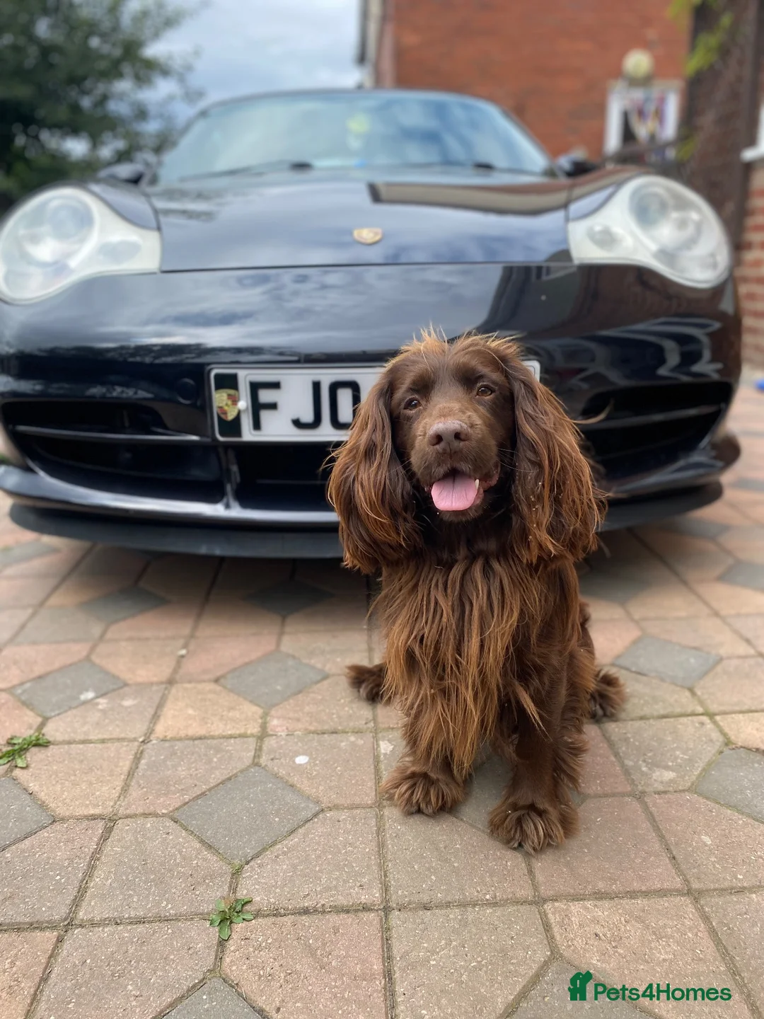 Cocker Spaniel dogs for stud: Sparkey the chocolate cocker spaniel  - Advert 1