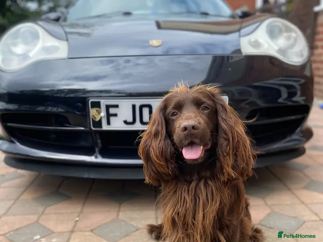 Cocker Spaniel dogs Cocker Spaniel Stud Dog Excellent Coat Temperament - Advert 1