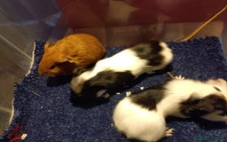 Guinea Pig rodents for sale: Baby guinea pig females and males - Image 3