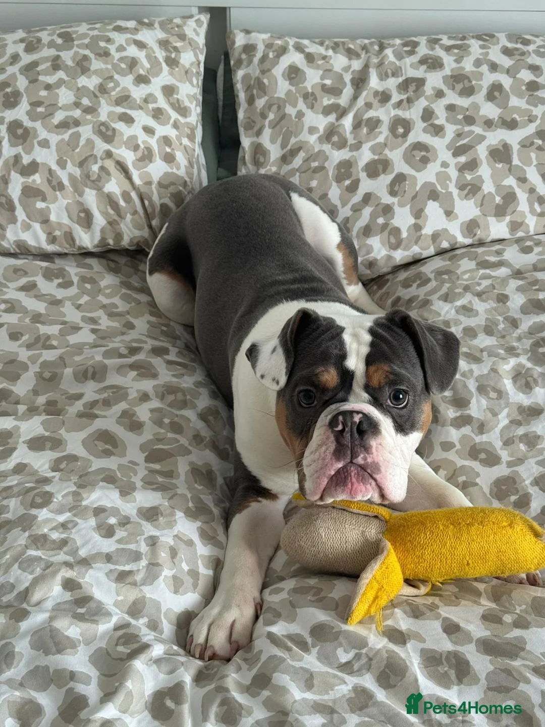 Mixed Breed dogs for sale: Remmie  - Advert 9