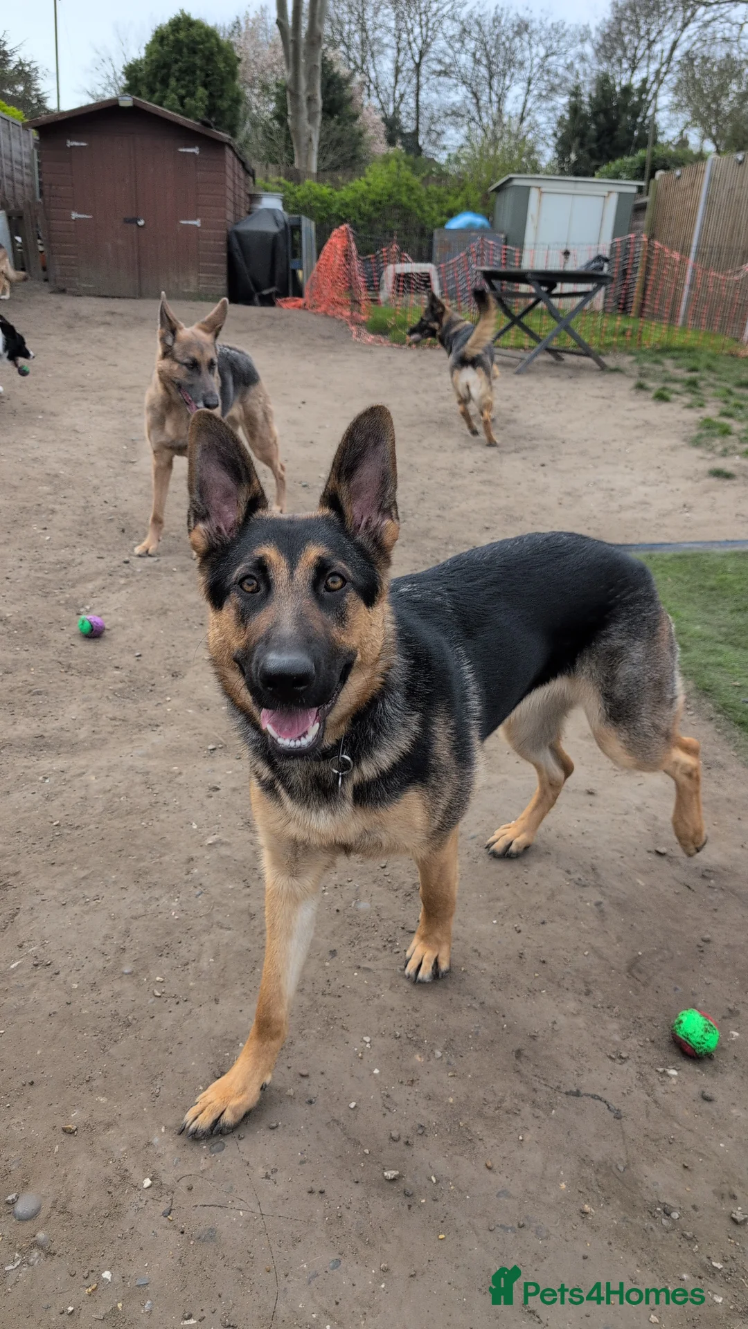 German Shepherd dogs for sale: German shepherd 9 months old in Rochester - Advert 2