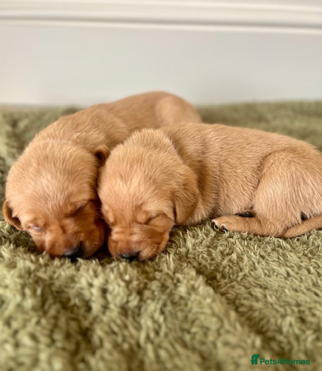 Goldador dogs for sale: Stunning Goldadors  - Image 2