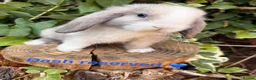 Mini Lop rabbits for sale: Amazing mini lop babies  - Advert 3