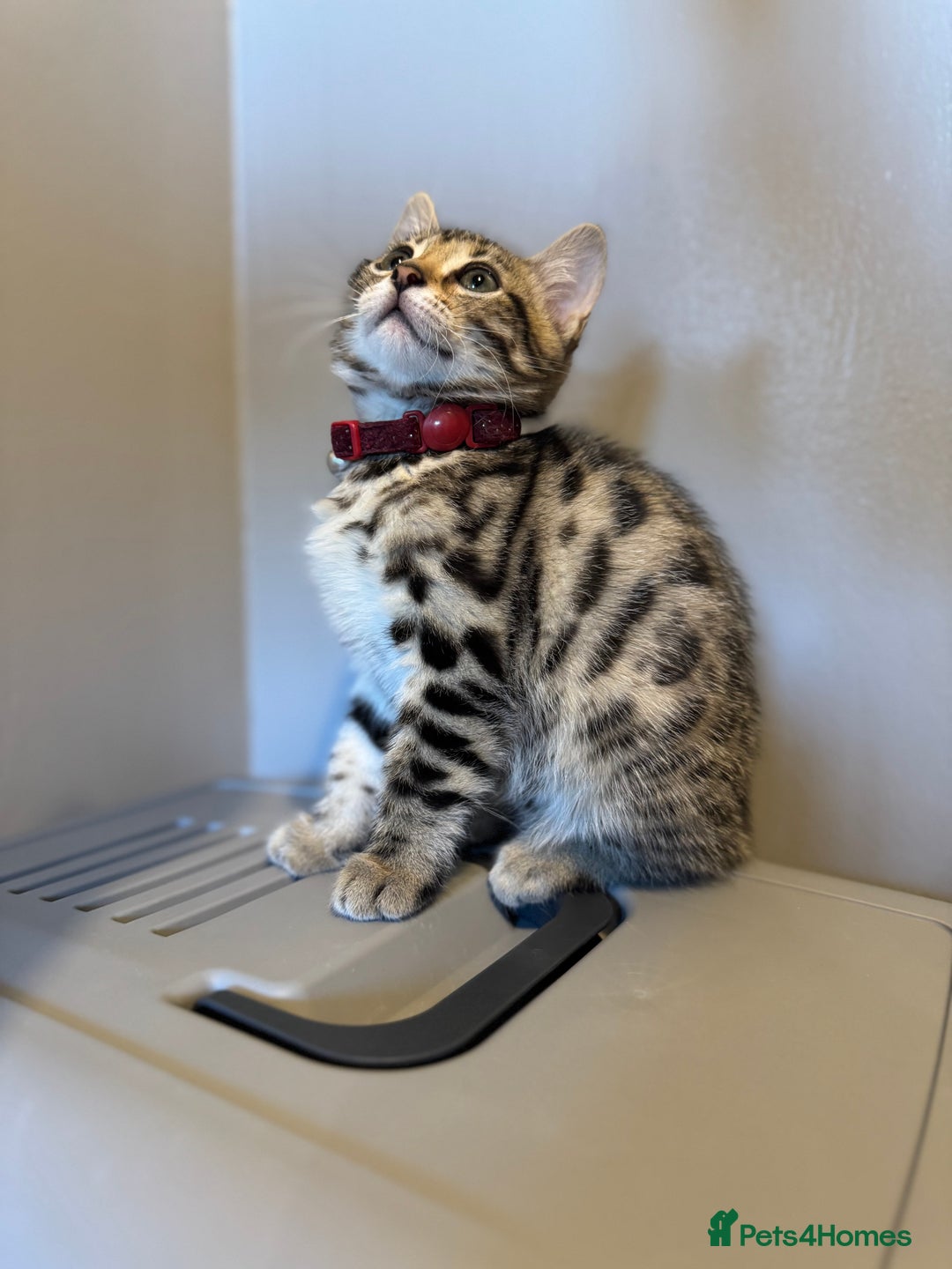 Bengal cats for sale: Ava’s Finest Pure Bengals, THREE Kittens Left. . . in Northampton - Image 18