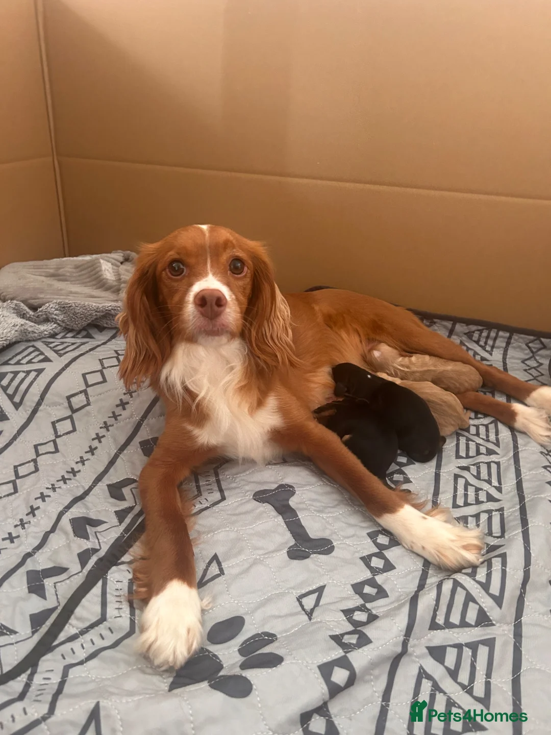 Cockapoo dogs for sale: Cockapoo puppies for sale in Hereford - Advert 1