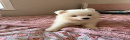 Samoyed dogs for sale: Crufts line + health tested Samoyeds - Advert 29