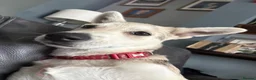 Mixed Breed dogs for sale: White swiss shepherd /Low Content Wolfdog puppies  - Advert 21