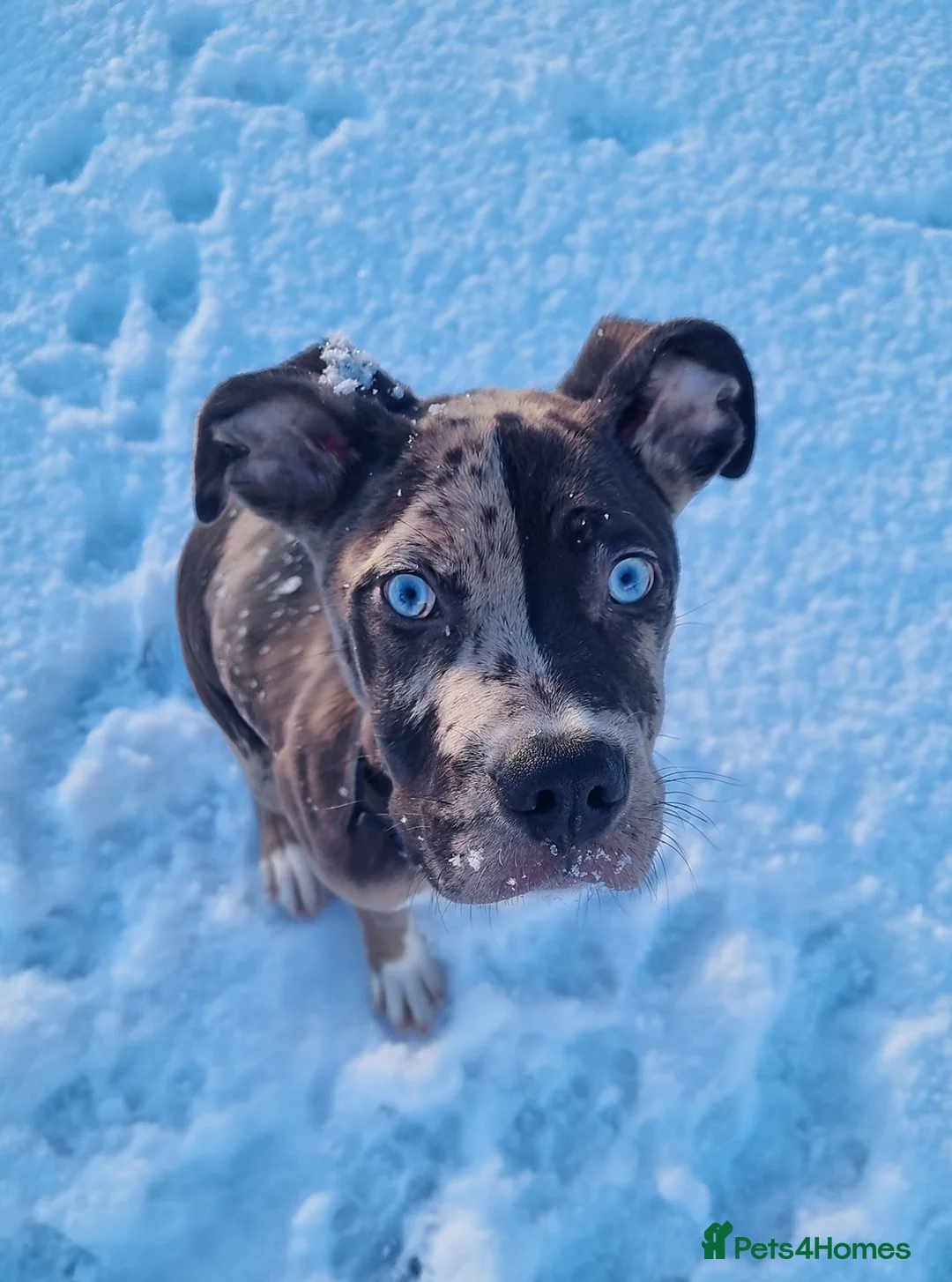 Mixed Breed dogs for sale: 8 month old cross - Advert 3