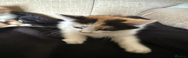 Mixed Breed 2