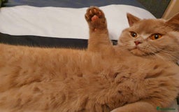 British Shorthair cats for sale: 🌟 Two Loving Female British Shorthair Cats 🌟 - Advert 3