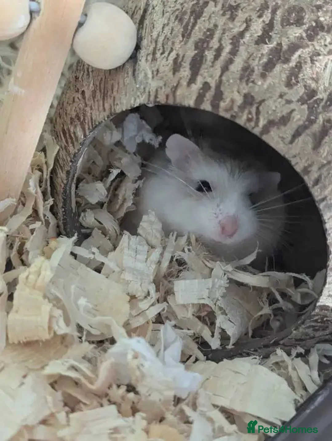 Hamster rodents for sale: 12 Month Old Robo Hamsters Looking for Loving Home - Advert 5