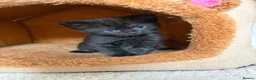Mixed Breed cats for sale: Maine Coon mix kittens for sale - Advert 8