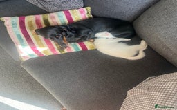 Dachshund dogs for sale: Black and Tan Dachshund Looking for a Loving Home  - Image 3