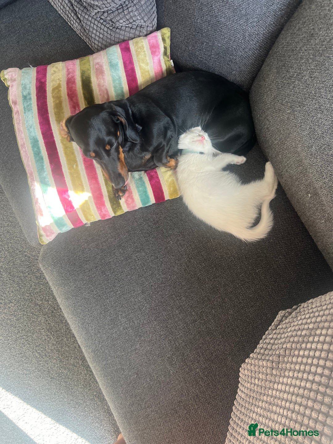 Dachshund dogs for sale: Black and Tan Dachshund Looking for a Loving Home  - Image 3