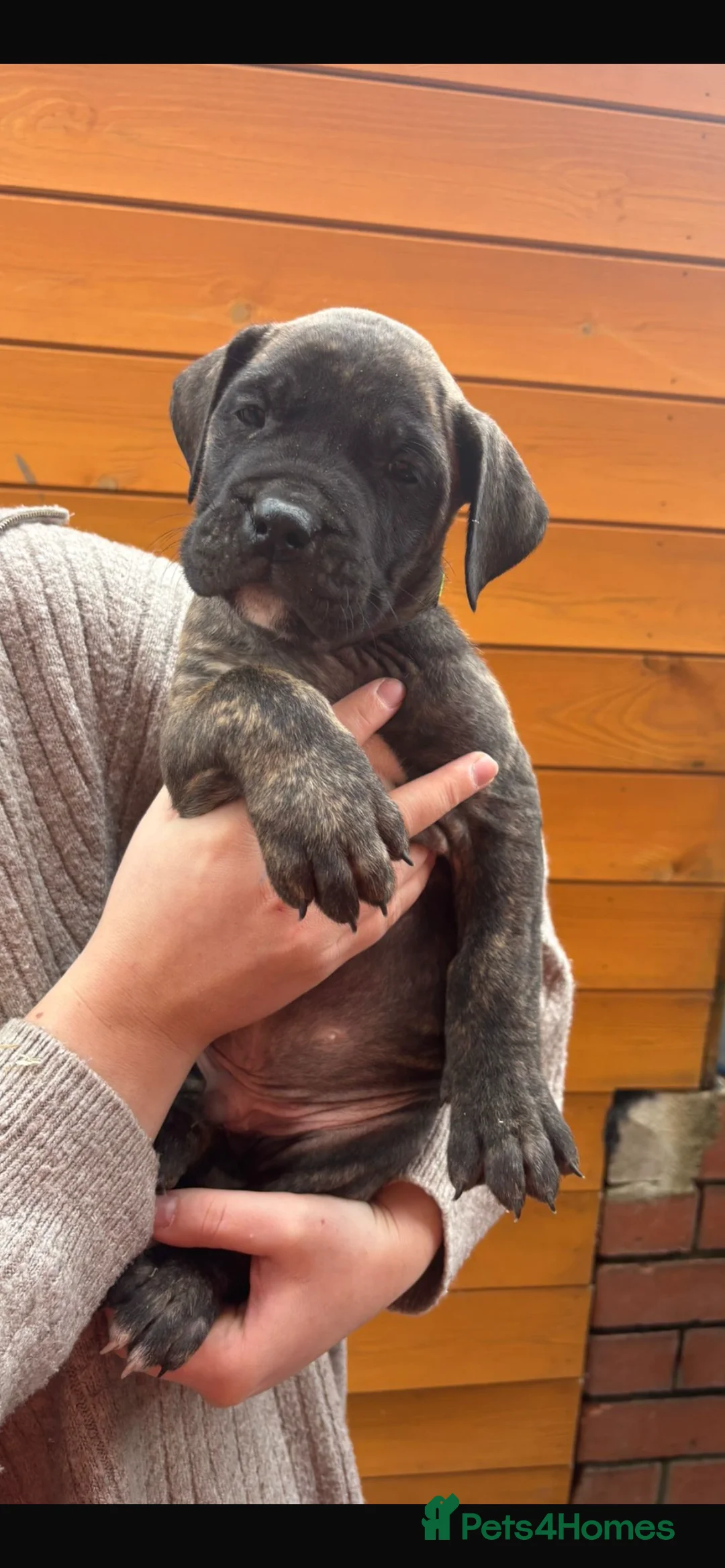 Presa Canario dogs for sale: Presa Canario puppies REDUCED  - Advert 31