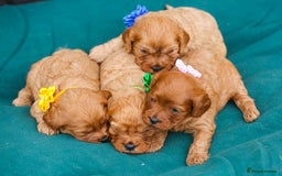 Cavapoo dogs for sale: Stunning F1 red Cavapoo puppies  - Image 2