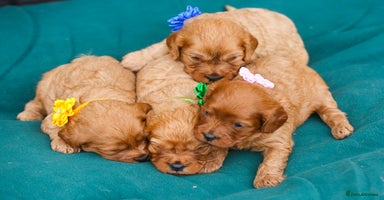 Cavapoo dogs - Advert 7