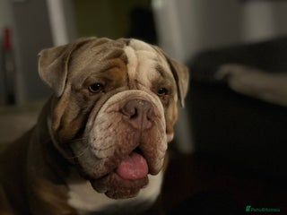 Olde English Bulldogge dogs in Epping - Advert 6