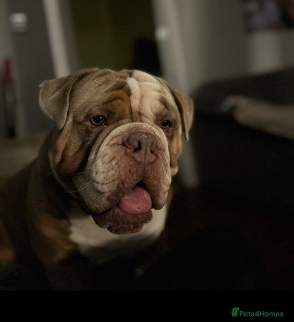 Olde English Bulldogge dogs in Epping - Advert 6