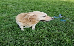 Golden Retriever dogs for stud: Hello I'm Otto - Image 5