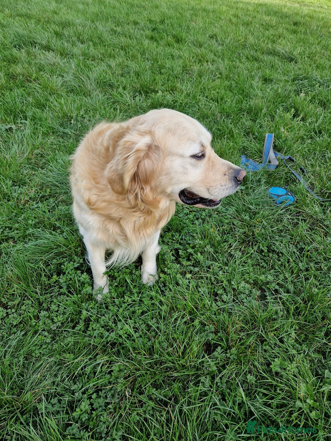 Golden Retriever dogs for stud: Hello I'm Otto - Image 5