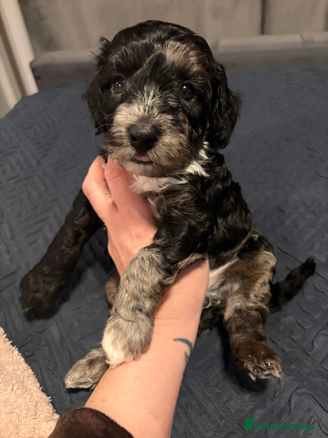 Bordoodle dogs for sale: Stunning litter of colliepoo/bordoodle puppies  - Advert 1