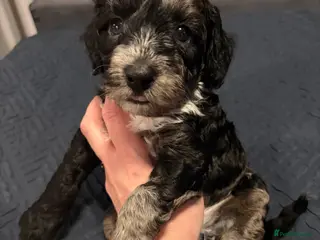 Bordoodle dogs Stunning litter of colliepoo/bordoodle puppies - Advert 18