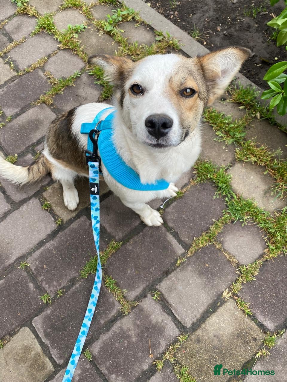 Mixed Breed dogs ❤️🐶 ZHANNA – SMART & CHEEKY, SHE’LL OUTSMART YOU - Advert 3