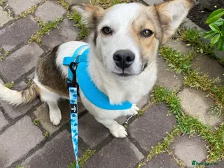 Mixed Breed dogs ❤️🐶 ZHANNA – SMART & CHEEKY, SHE’LL OUTSMART YOU - Advert 3