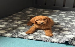 Goldendoodle dogs for sale: Double Doodle pups  - Image 14