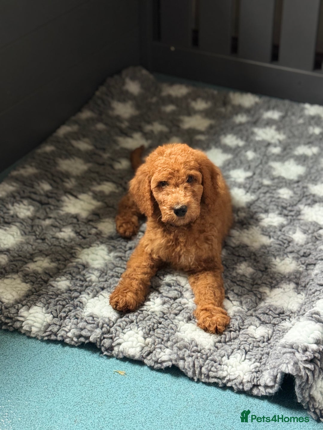 Goldendoodle dogs for sale: Double Doodle pups  - Image 14
