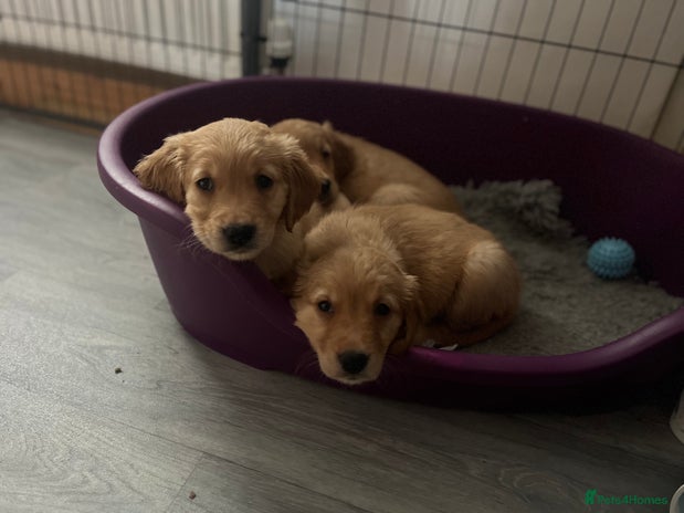 Golden Retriever dogs - Advert 6