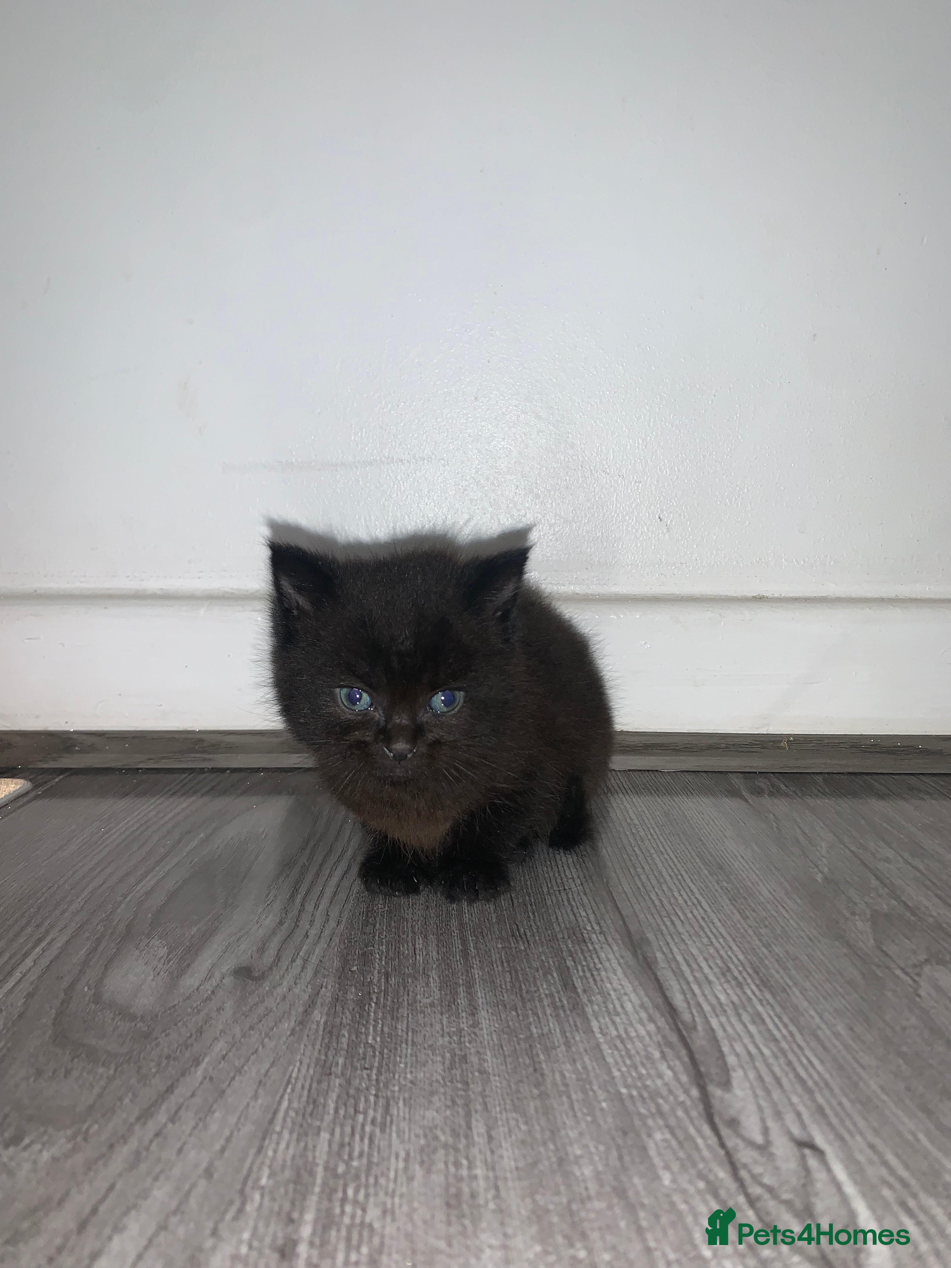 Ragdoll cats Adorable playful kittten  - Advert 1