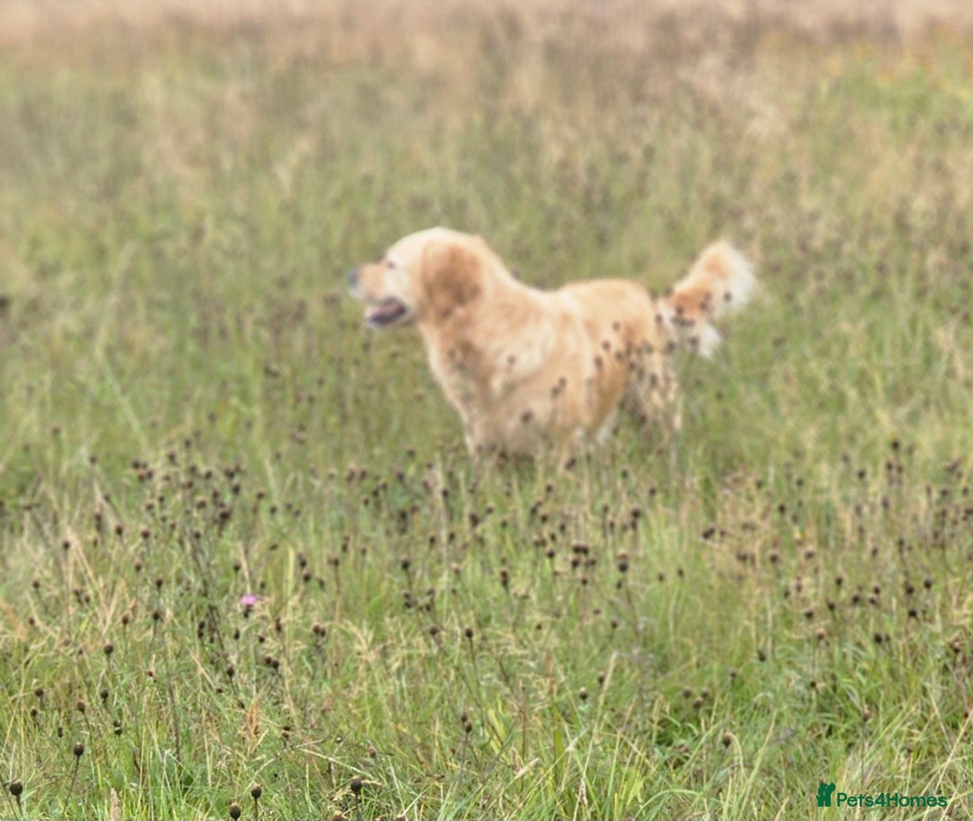 Golden Retriever dogs for sale: Amazing shades long awaited litter - Advert 17