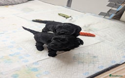 Cockapoo dogs for sale: Cockapoo - Advert 4