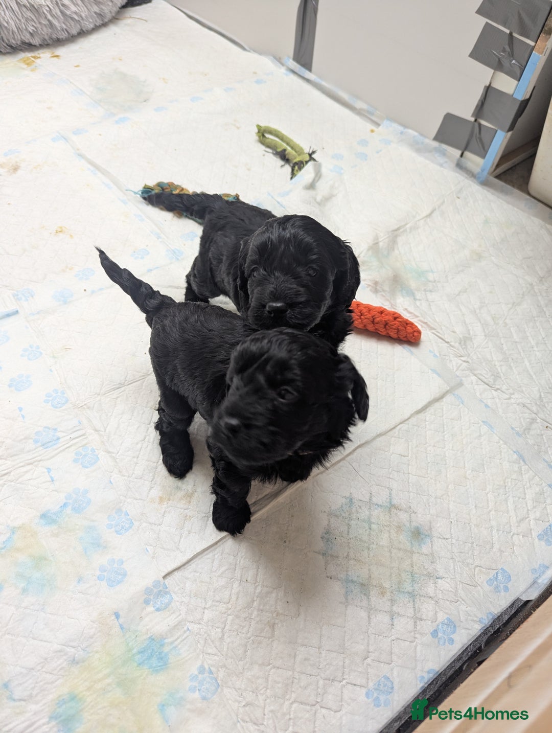 Cockapoo dogs for sale: Cockapoo - Advert 4