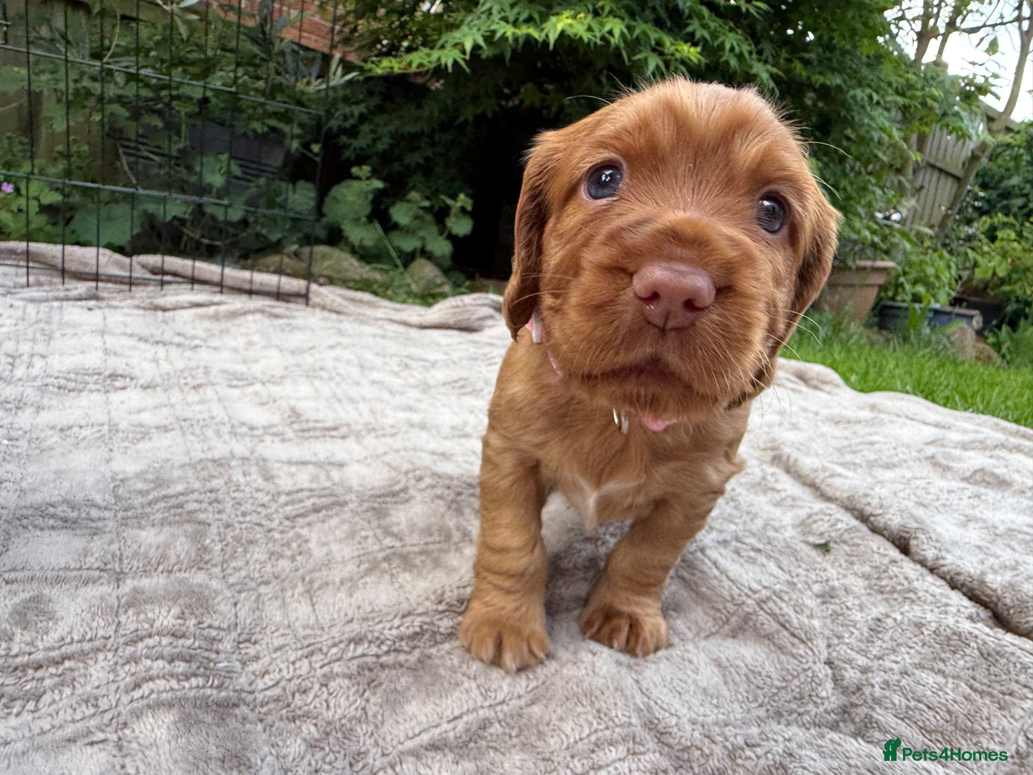 Cocker Spaniel dogs Stunning KC/Health tested working cocker spaniels - Advert 2
