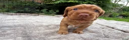 Cocker Spaniel dogs for sale: Stunning KC/Health tested working cocker spaniels - Advert 5
