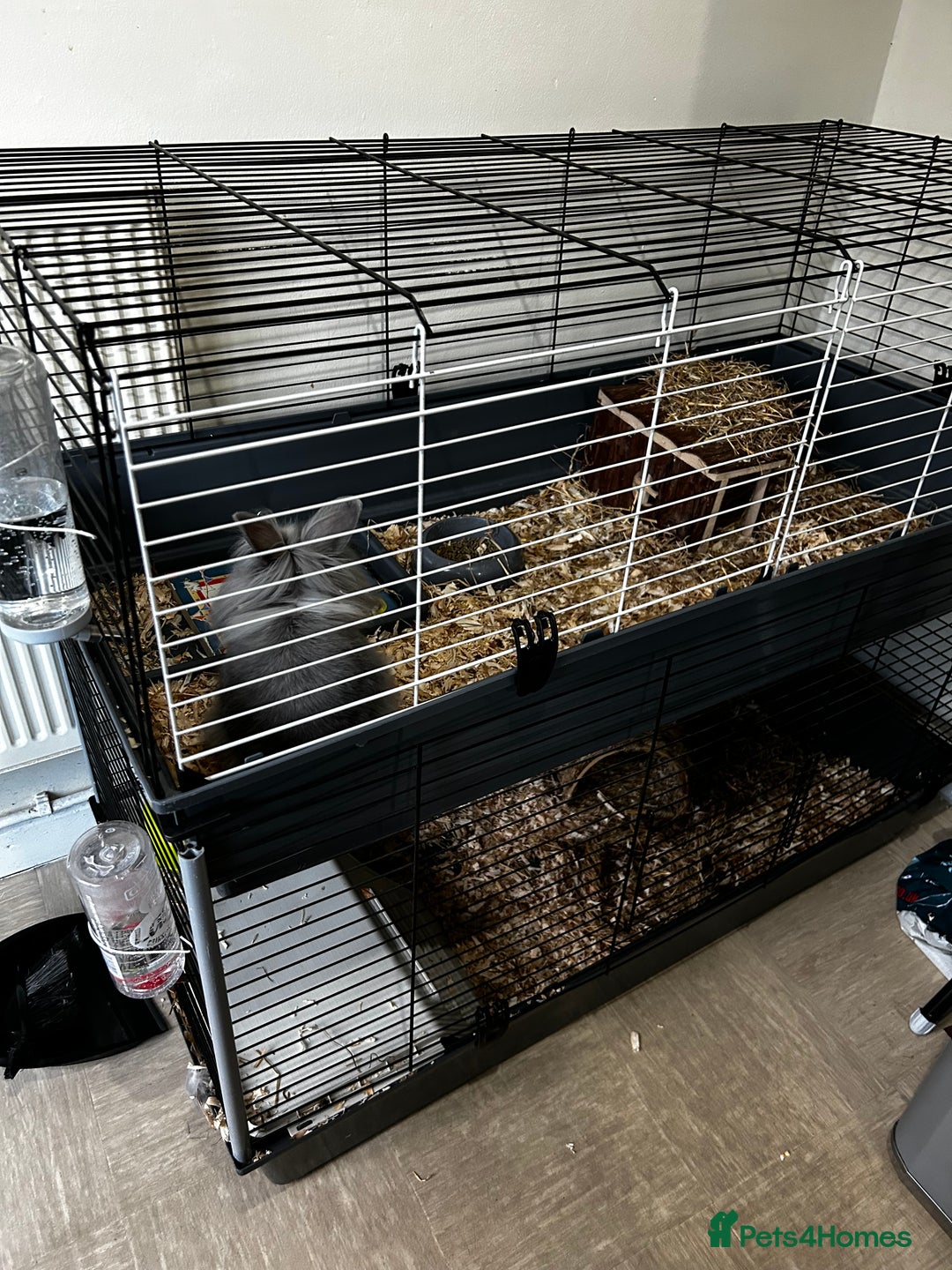 Lionhead rabbits for sale: 2 x Male Lion Rabbits with cage, all accessories  - Advert 3